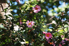 Camellia sasanqua