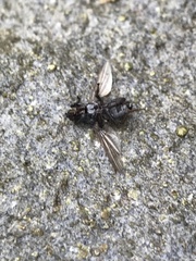 Coelopidae