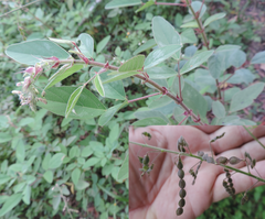 Desmodium tortuosum