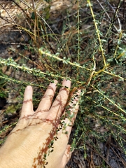 Ceanothus microphyllus