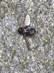 Coelopidae