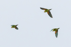 Brotogeris pyrrhoptera