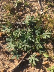Lupinus subcarnosus