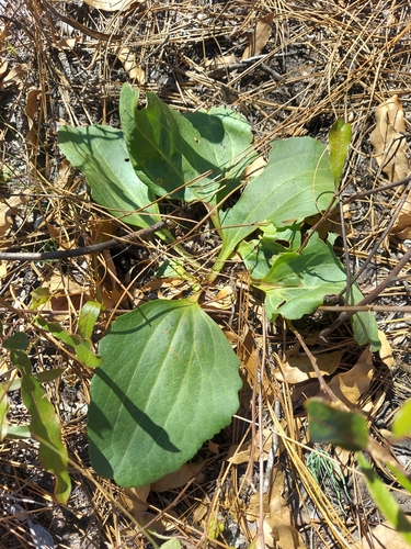 Arnoglossum floridanum, photograph 1