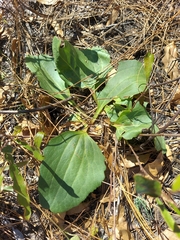 Arnoglossum floridanum, photograph Athena Philips, CC BY, iNaturalist via GBIF