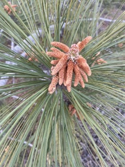 Pinus torreyana