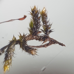 Hygrohypnum luridum
