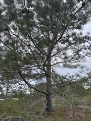 Pinus torreyana