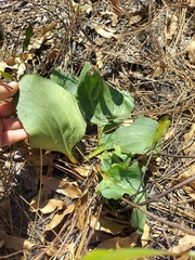 Arnoglossum floridanum, photograph Athena Philips, CC BY, iNaturalist via GBIF