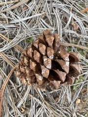 Pinus torreyana