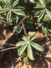 Lupinus subcarnosus