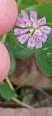 Trifolium resupinatum
