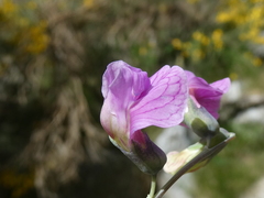 Lathyrus linifolius