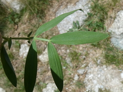 Lathyrus linifolius