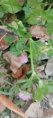 Trifolium resupinatum