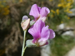 Lathyrus linifolius