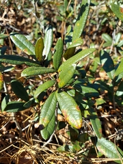 Quercus pumila
