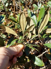 Quercus pumila