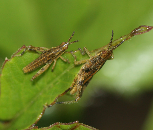 Pyrgomorphidae