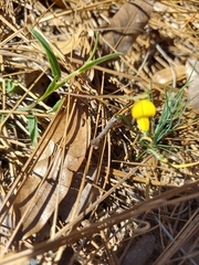 Crotalaria rotundifolia