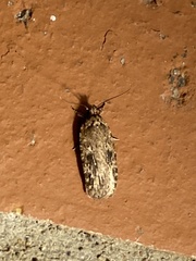 Agonopterix