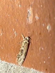 Agonopterix