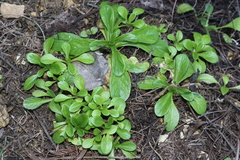Valerianella