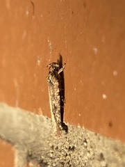 Agonopterix