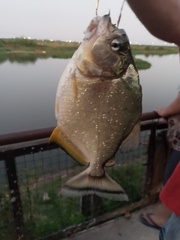 Serrasalmus maculatus