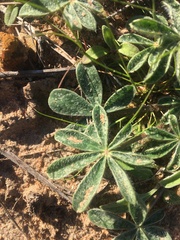Lupinus subcarnosus