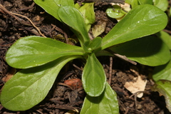 Valerianella