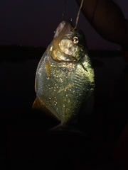 Serrasalmus maculatus