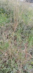 Paspalum dilatatum