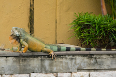 Iguana iguana