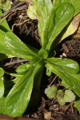 Valerianella