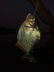 Serrasalmus maculatus