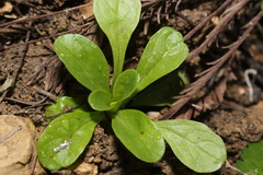 Valerianella