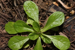 Valerianella