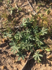 Lupinus subcarnosus