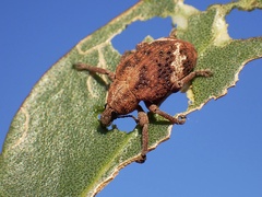 Oxyops fasciatus