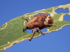 Oxyops fasciatus