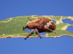 Oxyops fasciatus