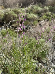 Streptanthus glandulosus glandulosus