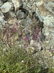 Streptanthus glandulosus glandulosus