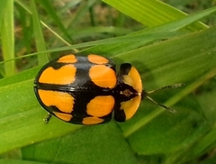 Botanochara octoplagiata