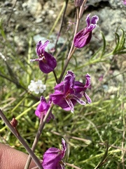 Streptanthus glandulosus glandulosus