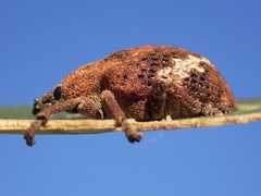 Oxyops fasciatus