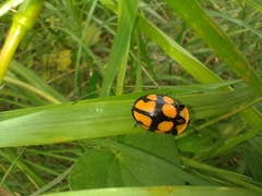 Botanochara octoplagiata