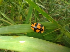 Botanochara octoplagiata