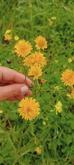 Crepis vesicaria